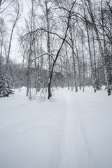 Magical winter forest