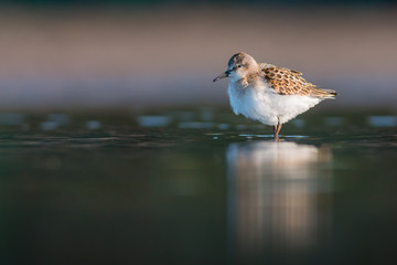 Little stint