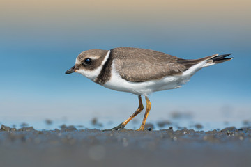 Common ringed plover