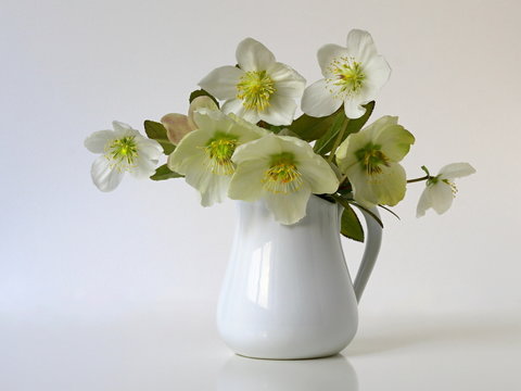 Still life with bouquet of spring hellebore flowers in a vase.
