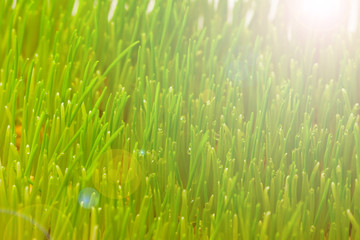 Fototapeta na wymiar closeup green spring grass