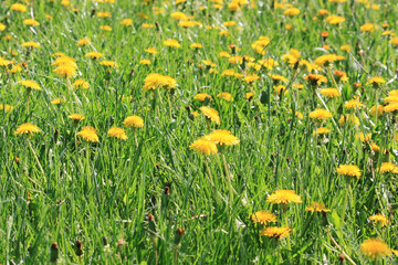Yellow dandelion flowers with leaves in green grass