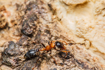 Black worker ants
