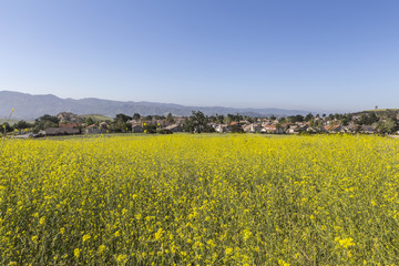 Suburban Wild Mustard Meadow near Los Angeles