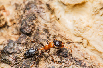 Black worker ants