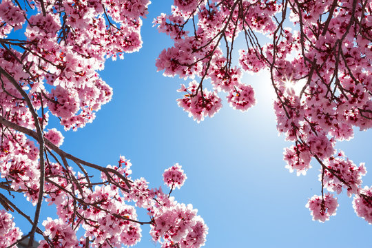 Spring tree with pink flowers
