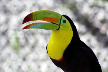 Toucan