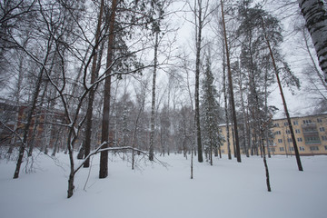 Magical winter forest