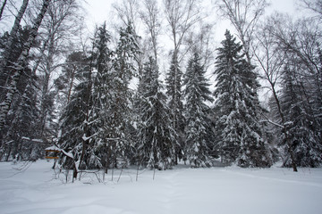Magical winter forest