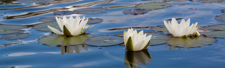 Foto auf Acrylglas Wasserlilien 3 weißen Seerosen auf der blauen Wasseroberfläche