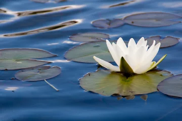 Foto auf Acrylglas Wasserlilien weiße Seerose