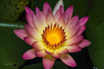 pink water lily