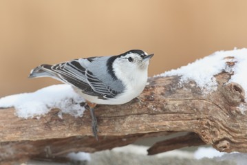 White-breasted Nuthatch (sitta carolinensis) in snow