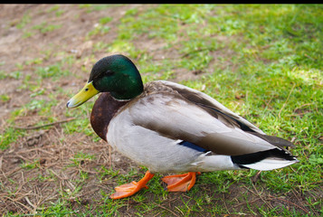 Duck in Kew Garden, London, UK