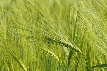 Flowering of barley