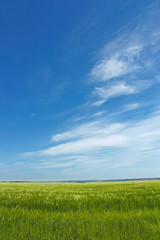 Skyscape over barley field