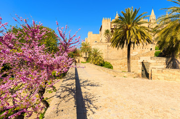 Spring in Palma de Mallorca town near La Seu cathedral, Spain