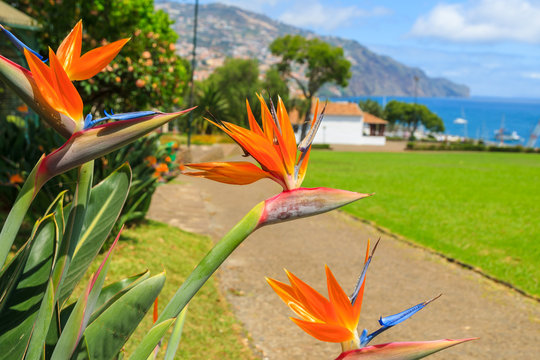Flowers Pride of Madeira in Santa Catarina city park of Funchal