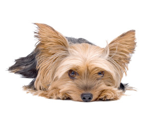 Yorkshire Terrier Dog isolated