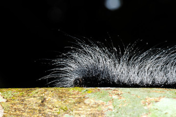 hairy caterpillars