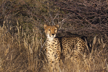 Cheetah in Grass