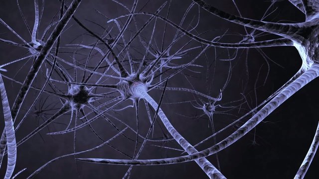 Neuronas en funcionamiento