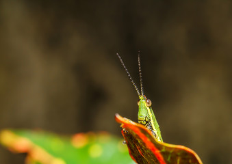  green grasshopper on grass leaf