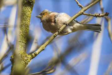 Buchfink