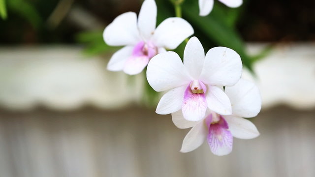 Phalaenopsis Doritaenopsis | pink striped orchid