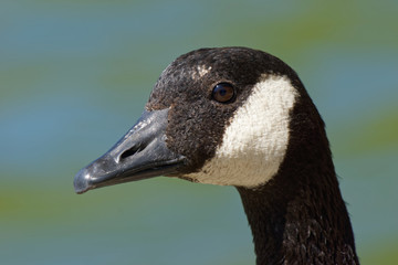 Canada Goose Portrait