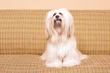 White Lhasa Apso dog posing on the vintage sofa