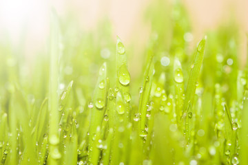 green spring grass with dew