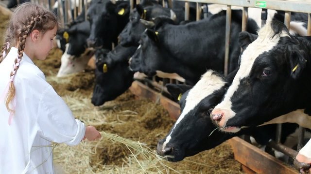 Little girl in white robe giving hay to cows at dairy farm