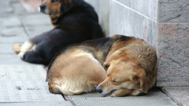 Homeless dogs on the sidewalk at the street.