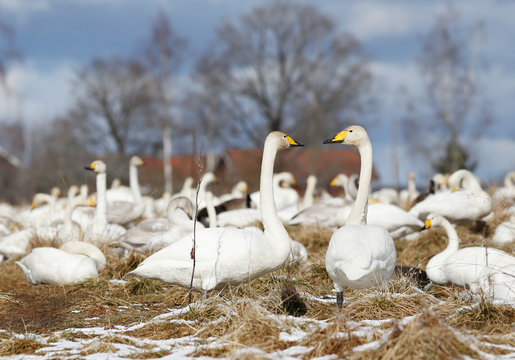 S&aring;ngsvanar