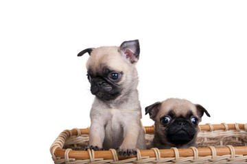 two pug puppy in a basket