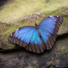 Obraz na płótnie Canvas Common Blue Morpho Butterfly