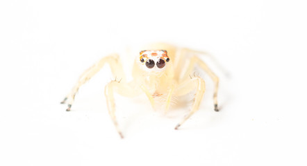spider