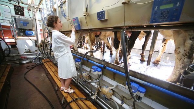 Young woman use milking equipment on large dairy farm