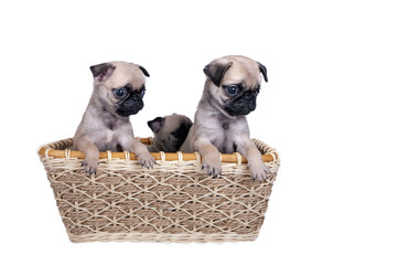 three pug puppy in a basket