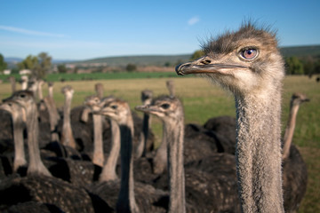 Ostrich head