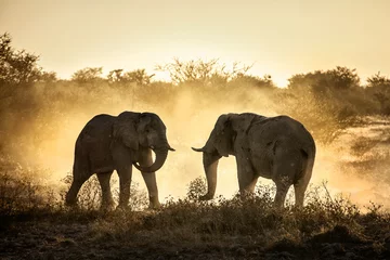 Photo sur Aluminium Afrique du Sud Combat d& 39 éléphants