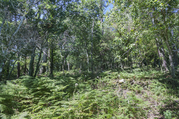 Green forest in Cortegada Island