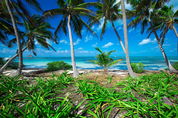 Fototapeta premium beach