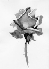 Handdrawn rose in sketch-style, isolated on white background