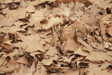 Leaves background