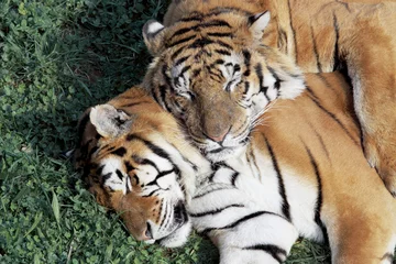 Tableaux ronds sur aluminium brossé Tigre tiger resting