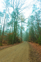 Obraz premium Pathway through the misty autumn forest