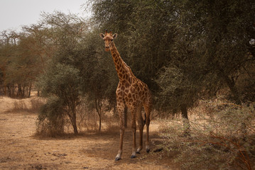 giraffe