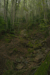 landscape with mountains trees and a river